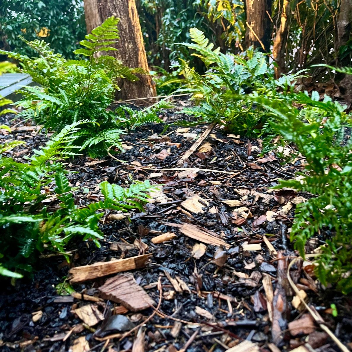 Rooted Mulch